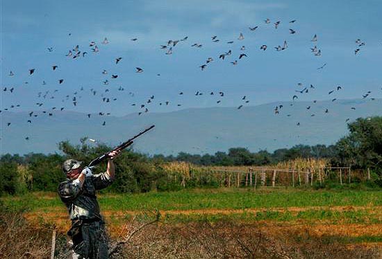 Стрельба по птице: Стрельба по диким голубям